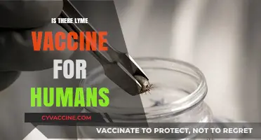 Exploring the Quest for a Human Lyme Disease Vaccine