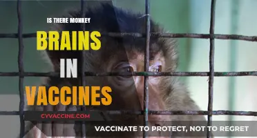 Unraveling Myths: The Truth About Vaccines and Monkey Brains