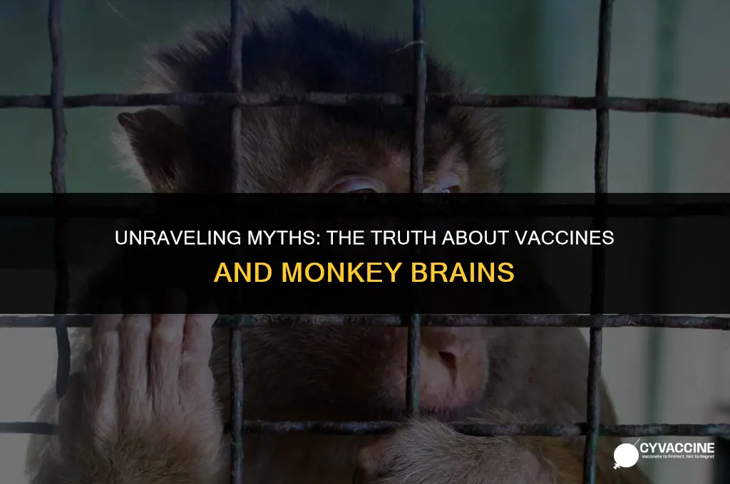 is there monkey brains in vaccines