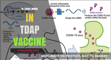 Exploring the mRNA Component in TDAP Vaccines: Facts and Myths