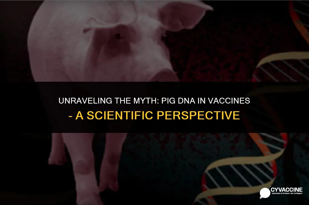 is there pig dna in vaccines