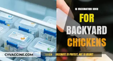 Boosting Backyard Health: The Benefits of Chicken Vaccinations