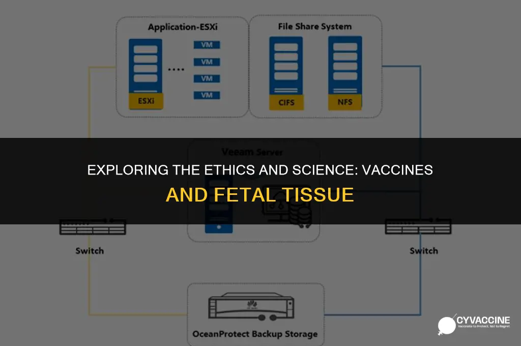 is vaccine made from fetal tissue