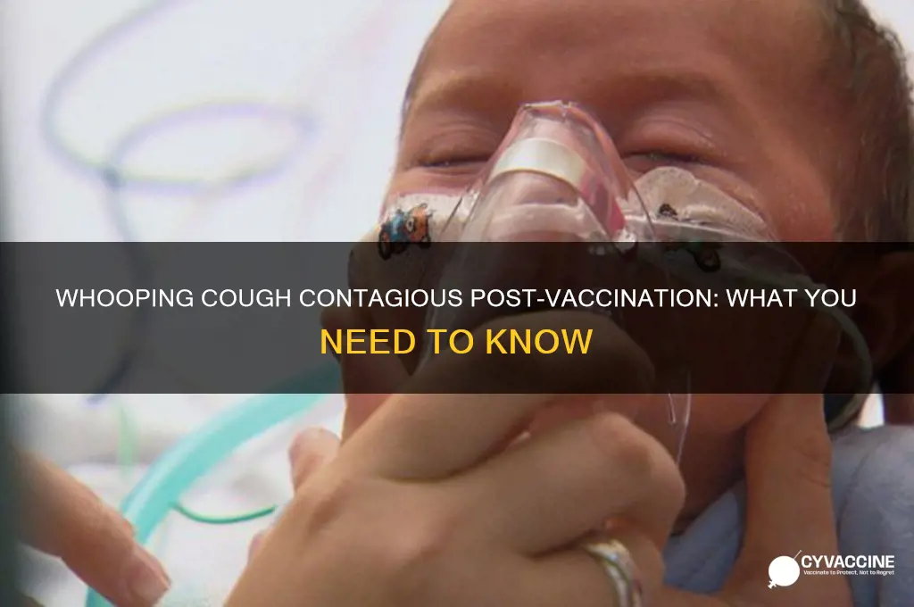 is whooping cough contagious if you are vaccinated