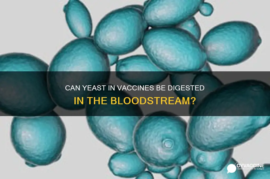 is yeast digested in blood such as vaccine