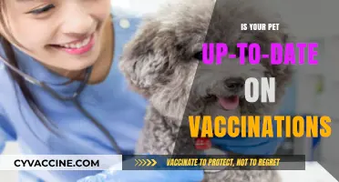 Keep Your Pet Healthy: Are Vaccinations Current and Complete?