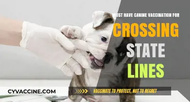 Essential Canine Vaccinations for Safe Interstate Travel with Your Dog