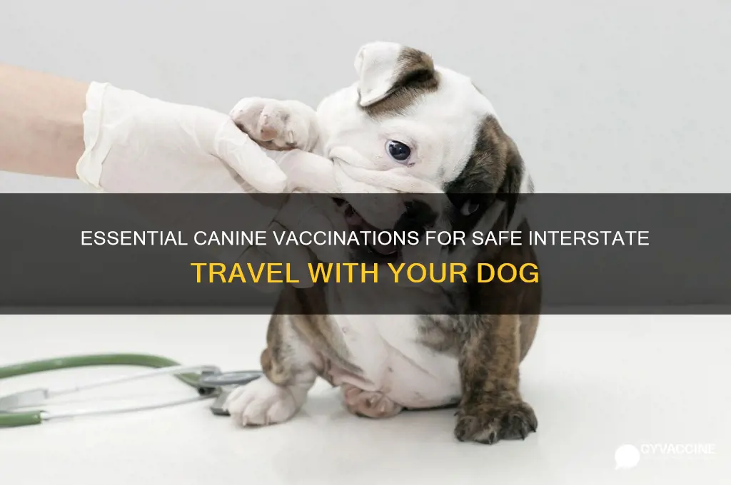 must have canine vaccination for crossing state lines