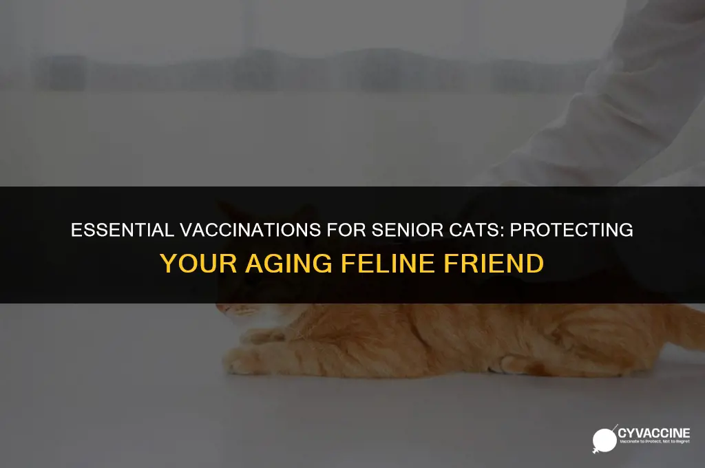 must have vaccinations for senior cats
