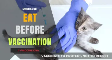 Feline Fasting: Should Your Cat Eat Before Vaccination?