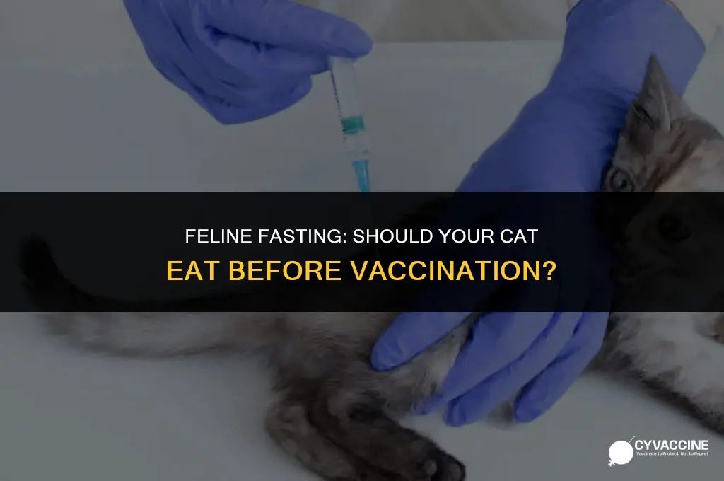 should a cat eat before vaccination