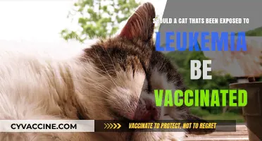 Leukemia-Exposed Cats: Should Vaccination Be Your Next Step?
