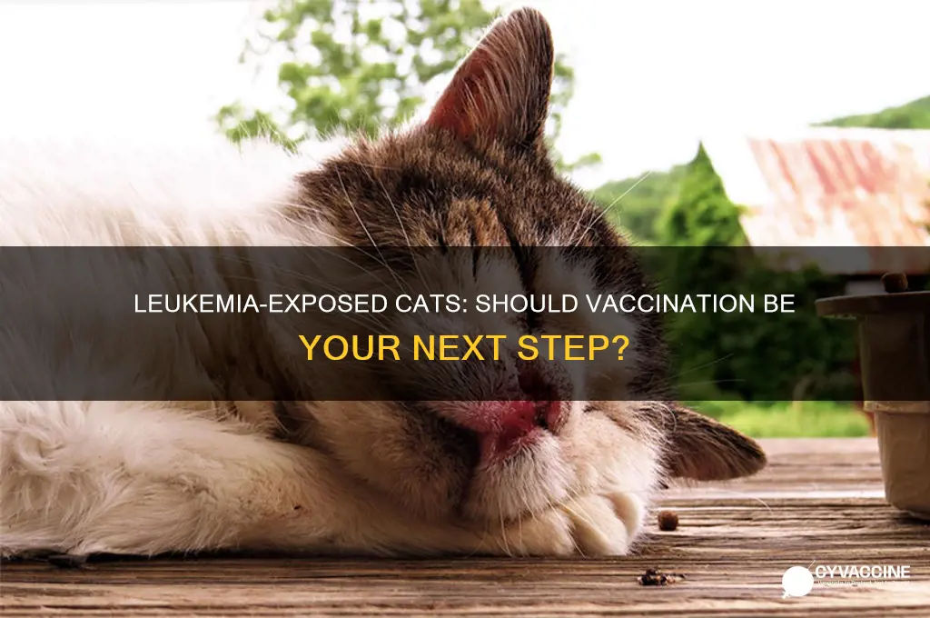 should a cat thats been exposed to leukemia be vaccinated