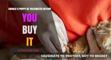 Puppy Vaccinations: Essential Pre-Purchase Health Check for New Owners