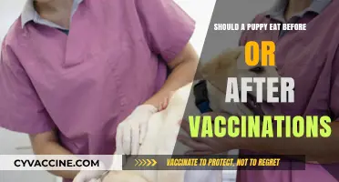 Puppy Vaccination and Feeding: Should They Eat Before or After Shots?