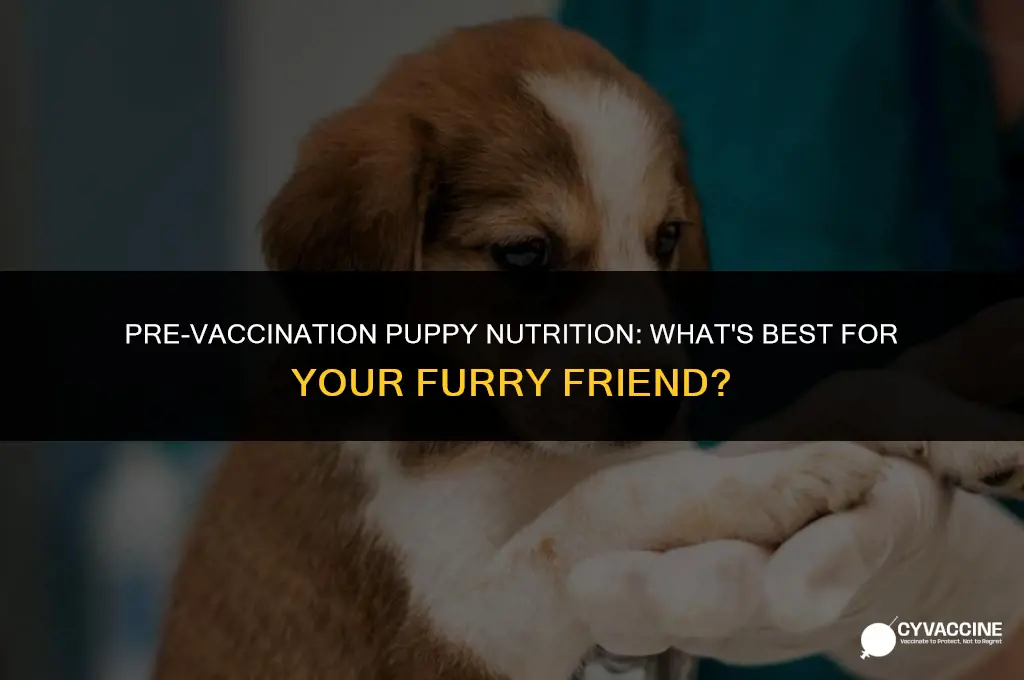 should a puppy eat before vaccination