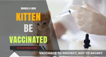 Vaccinating a Sick Kitten: Weighing the Risks and Benefits