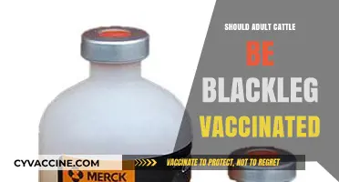 Protecting Livestock: The Importance of Blackleg Vaccination in Adult Cattle