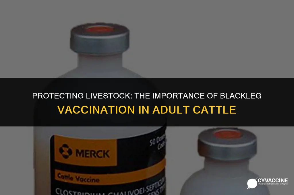 should adult cattle be blackleg vaccinated