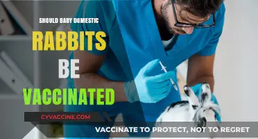 Protecting Young Bunnies: The Importance of Vaccinating Baby Rabbits