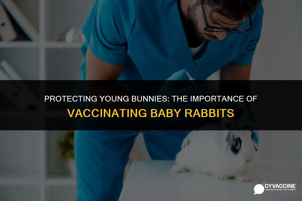 should baby domestic rabbits be vaccinated