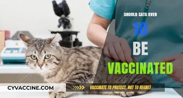 Feline Health Matters: Vaccination Considerations for Senior Cats