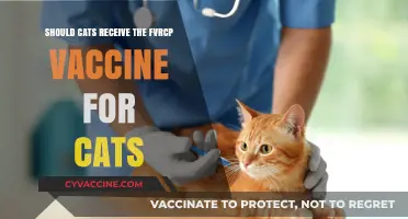FVRCP Vaccine for Cats: Essential Protection or Optional Care?