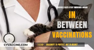 Keeping Cats Safe: Indoor Care During Vaccination Gaps Explained
