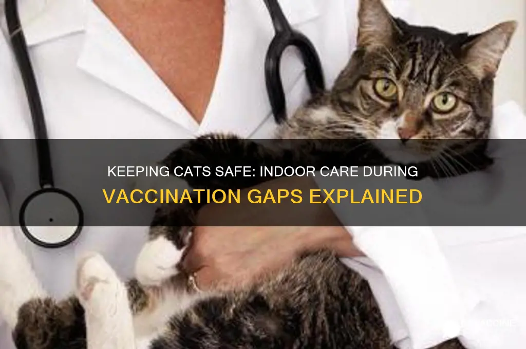should cats stay indoors when in between vaccinations