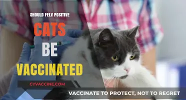 Feline Wellness: The Importance of Vaccinations for Positive Cats
