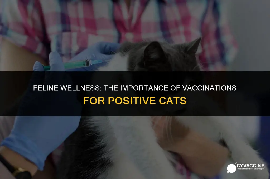 should felv positive cats be vaccinated