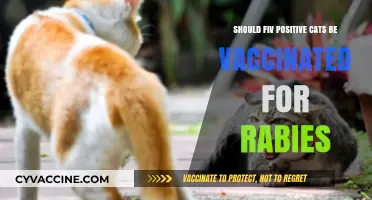 FIV-Positive Cats and Rabies Vaccination: Essential or Optional?