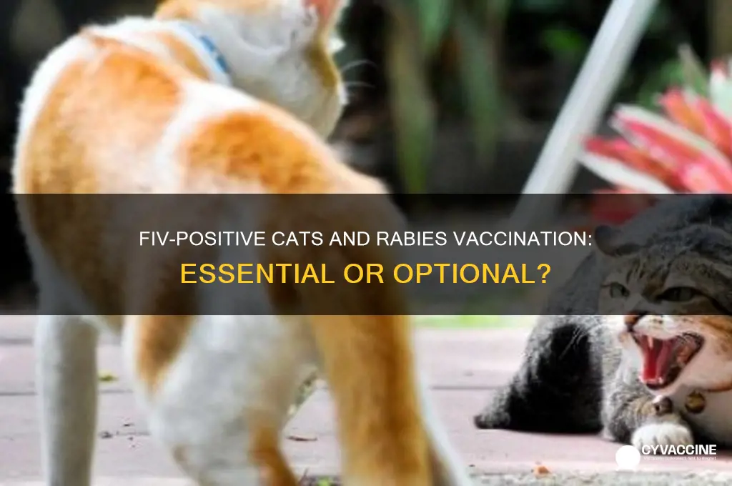 should fiv positive cats be vaccinated for rabies