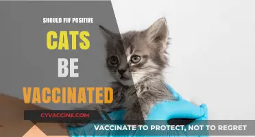 FIV-Positive Cats: Vaccination Benefits, Risks, and Expert Recommendations