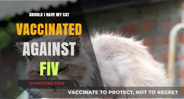Should You Vaccinate Your Cat Against FIV? Pros and Cons