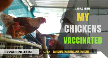 Protecting Your Flock: The Chicken Vaccination Debate