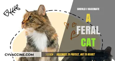 Compassionate Care: Vaccinating Feral Cats for a Healthier Community