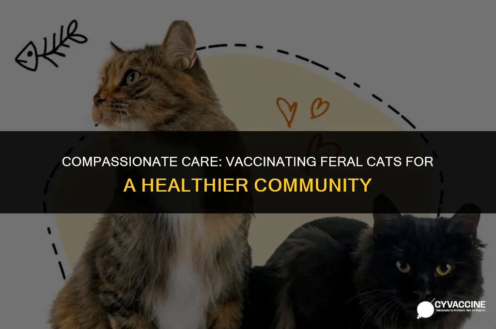 should i vaccinate a feral cat