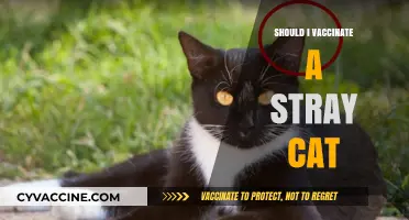 Compassionate Care: Vaccinating Stray Cats - A Guide for Animal Lovers