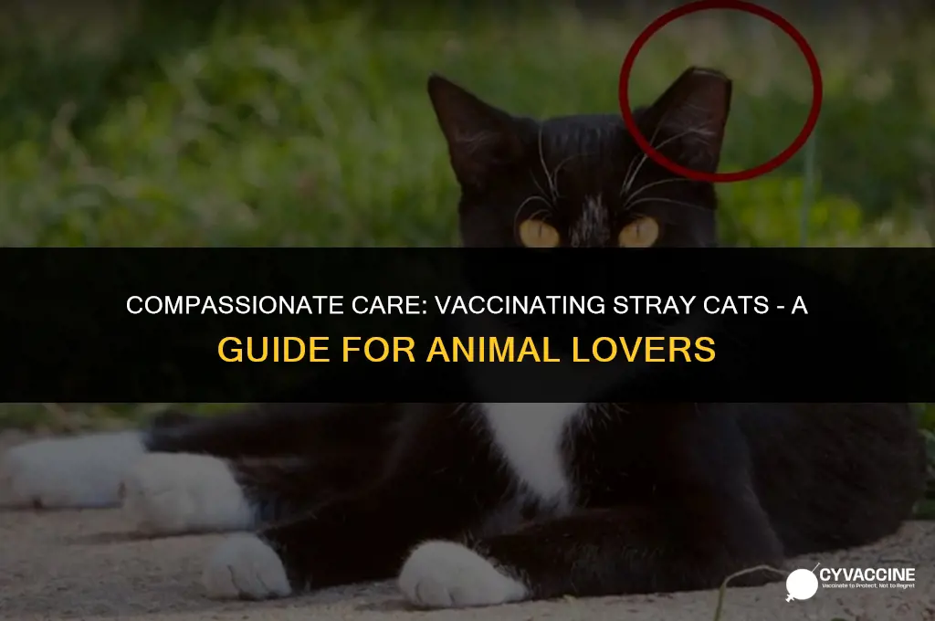 should i vaccinate a stray cat