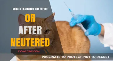 Vaccinate Before or After Neutering: Timing Tips for Cat Care