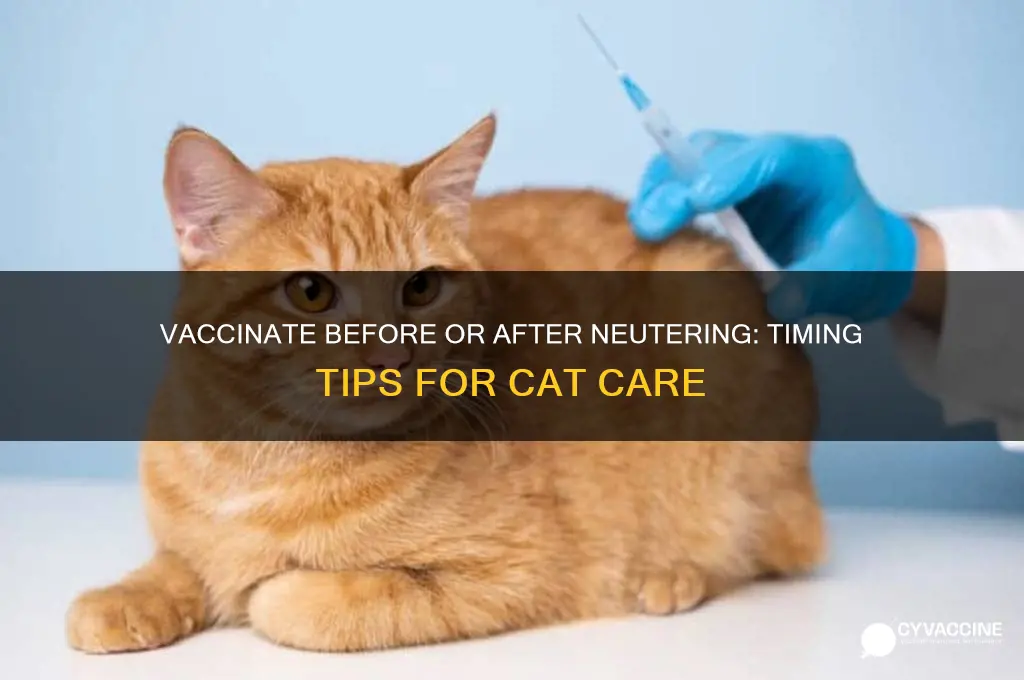 should i vaccinate cat before or after neutered