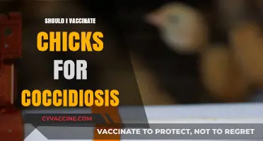 Protecting Your Chicks: The Coccidiosis Vaccination Dilemma