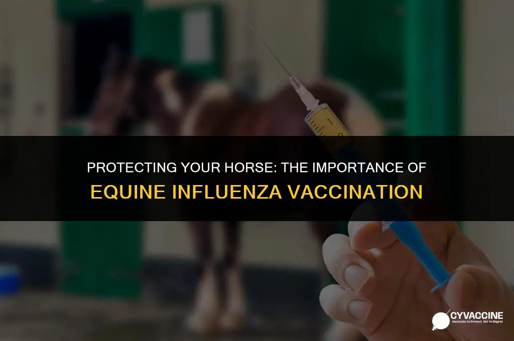 should i vaccinate for equine influenza