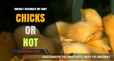 Vaccinating Baby Chicks: Essential Protection or Optional Care?