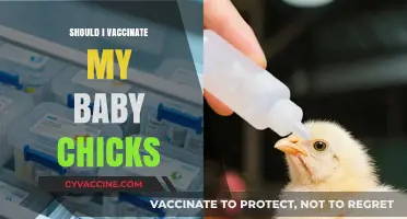 Protecting Your Flock: The Essential Guide to Chick Vaccination
