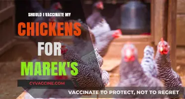 Should You Vaccinate Chickens for Marek's Disease? Pros and Cons