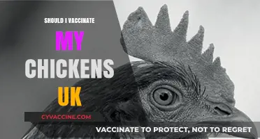 Protecting Your Flock: The Importance of Chicken Vaccinations in the UK