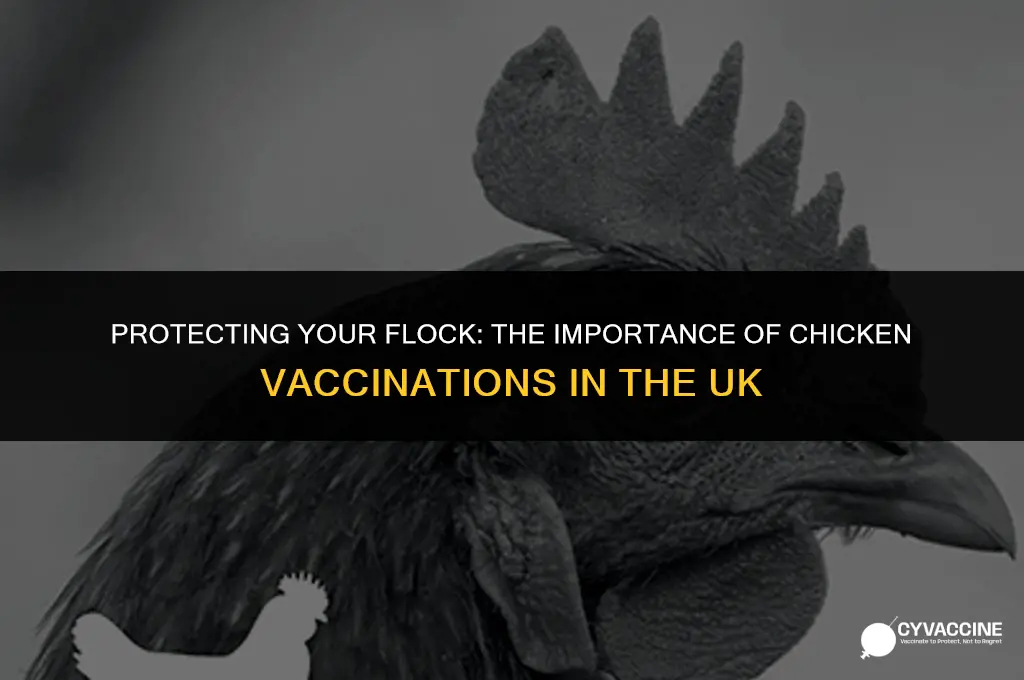 should i vaccinate my chickens uk