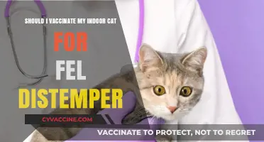 Should You Vaccinate Your Indoor Cat Against Feline Distemper?
